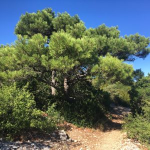 VTC Taxi Chemin de Compostelle